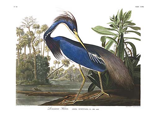 Trocolored Heron